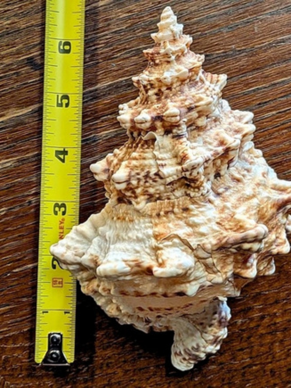 Chicoreus ramosus Ramose Murex Seashell Decor 6 in